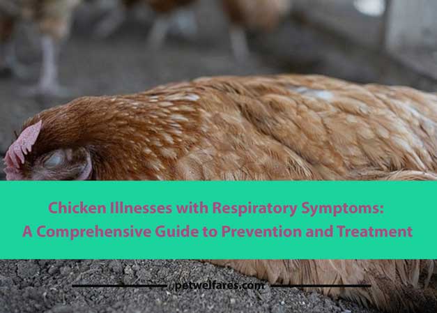Chicken Illnesses with Respiratory Symptoms
